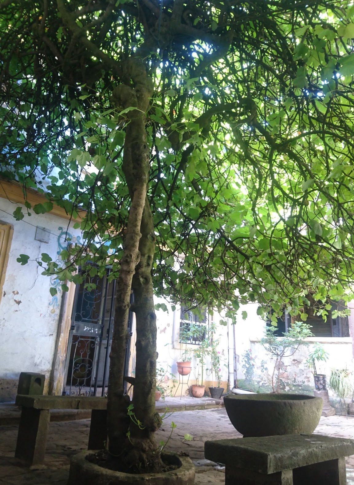 Casa del Higo · fotografía 3