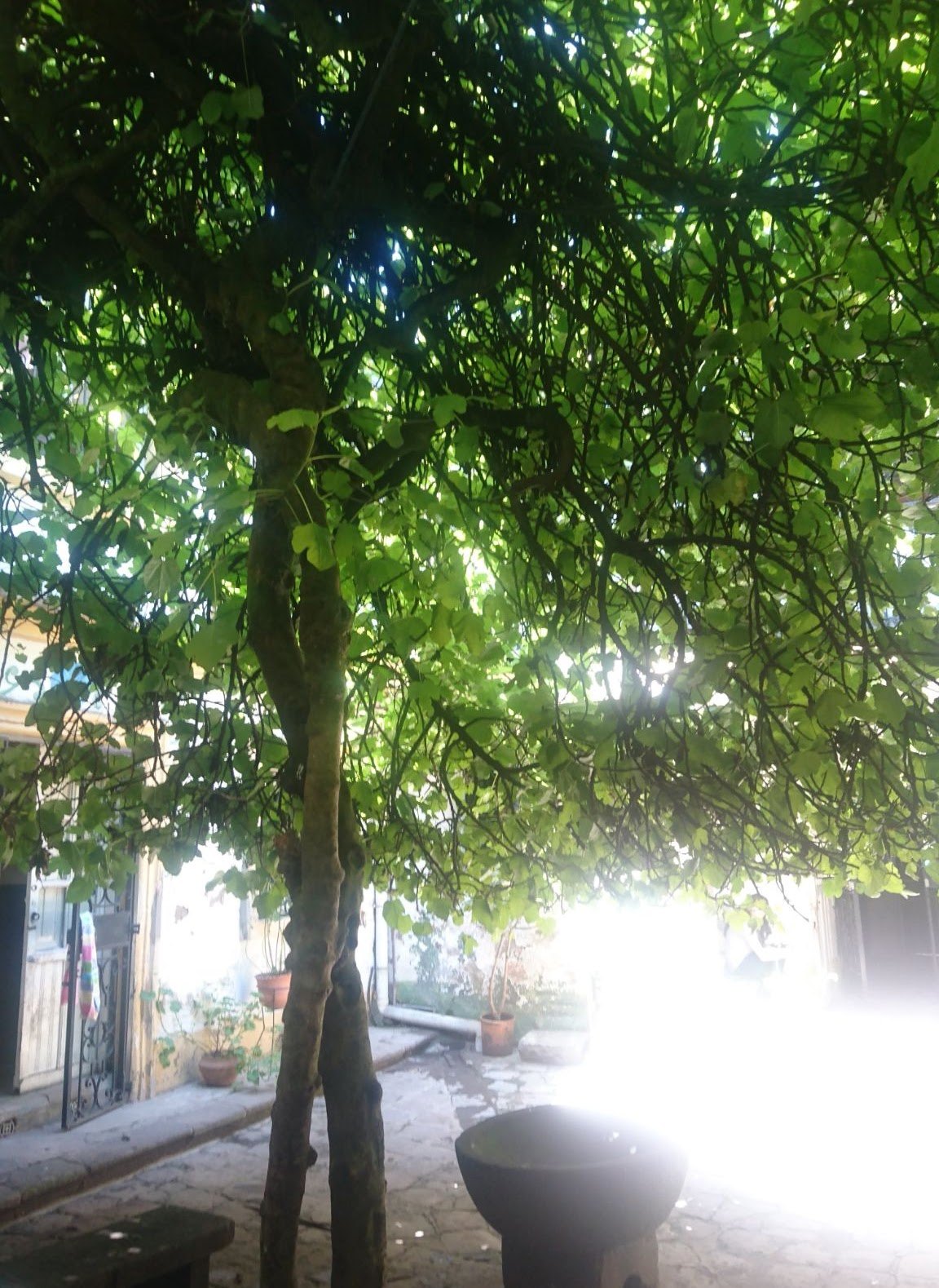 Casa del Higo · fotografía 7